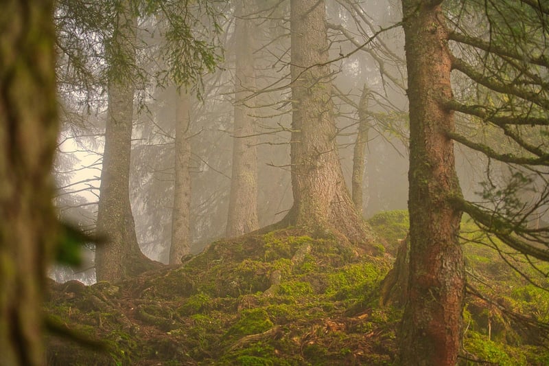 Fernbank Forest, Atlanta, USA