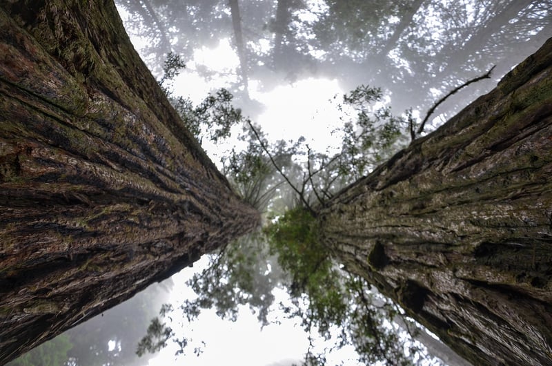 Redwood Forest, California, USA